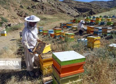 خبرنگاران فراوری عسل در سیستان و بلوچستان از مرز 90 تن گذشت