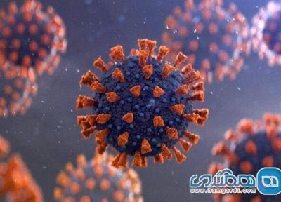 قندها کلید ورود ویروس ها به سلول هستند